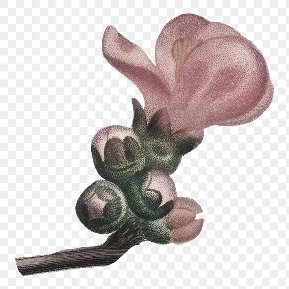 PNG vintage pink flower buds illustration, transparent background