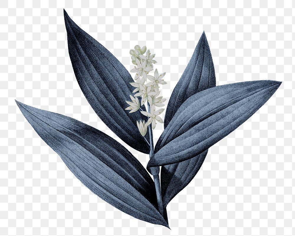 Blue plant png Indian lily flower, transparent background