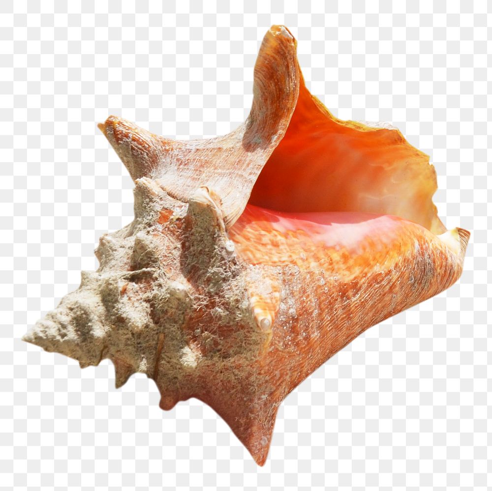 Sea shell png collage element, transparent background