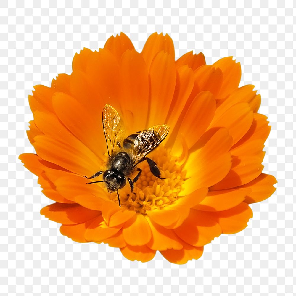 Bee pollinating png, design element, transparent background