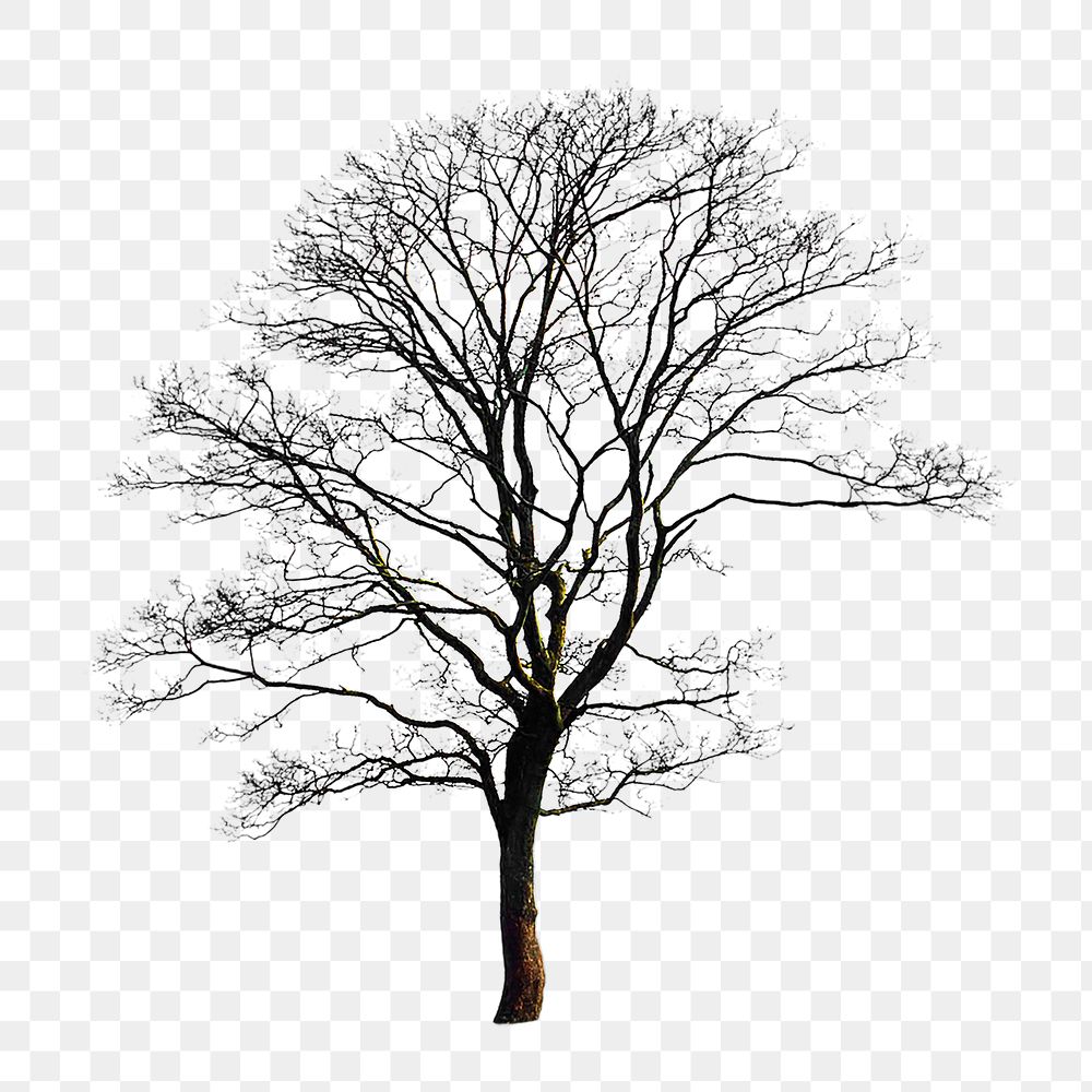 Tree png collage element, transparent background