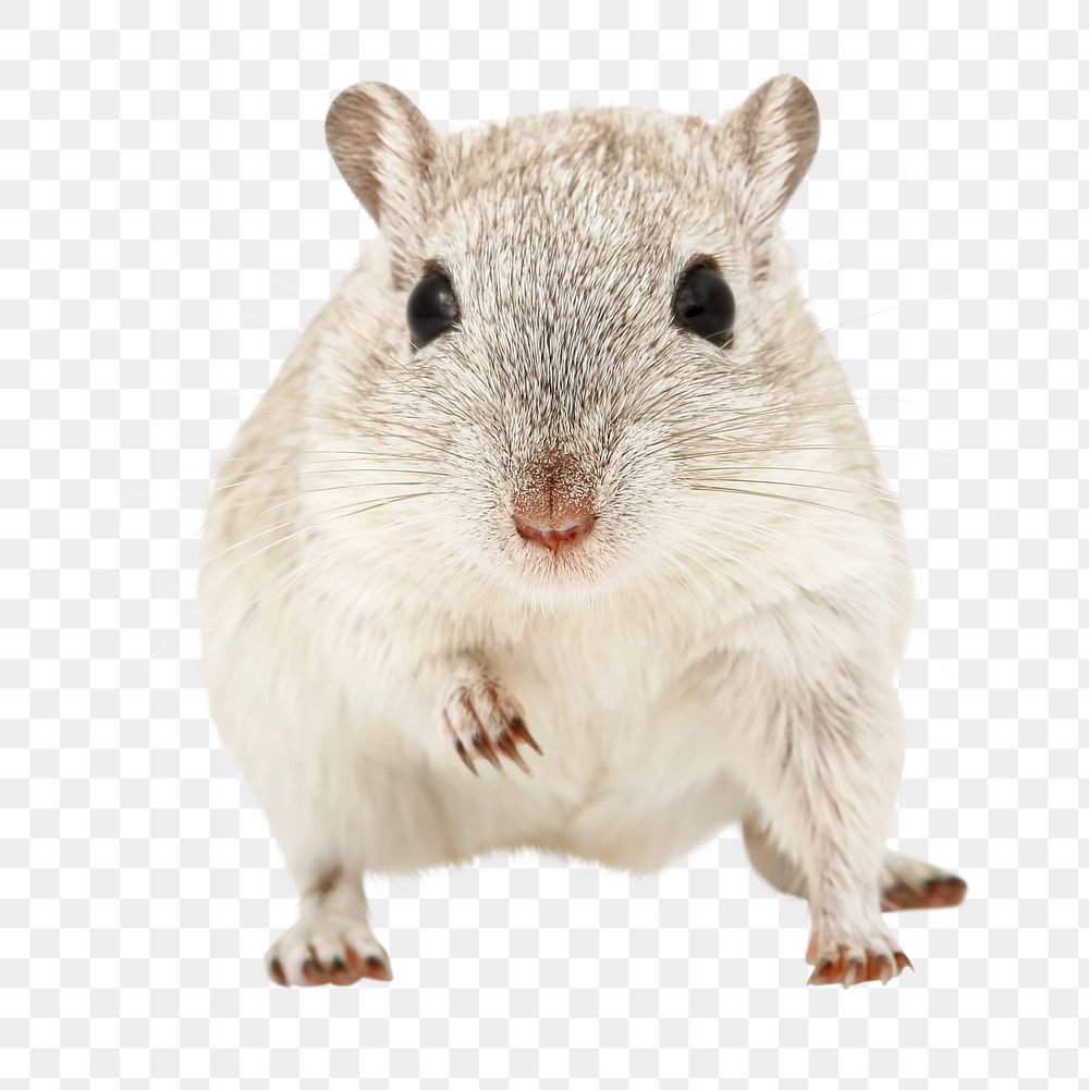 Gerbil pet png collage element, transparent background