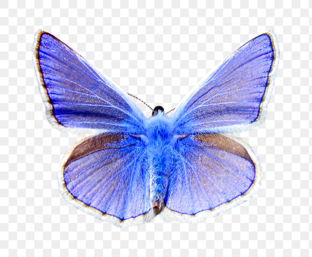 Animal png, butterfly common blue , transparent background