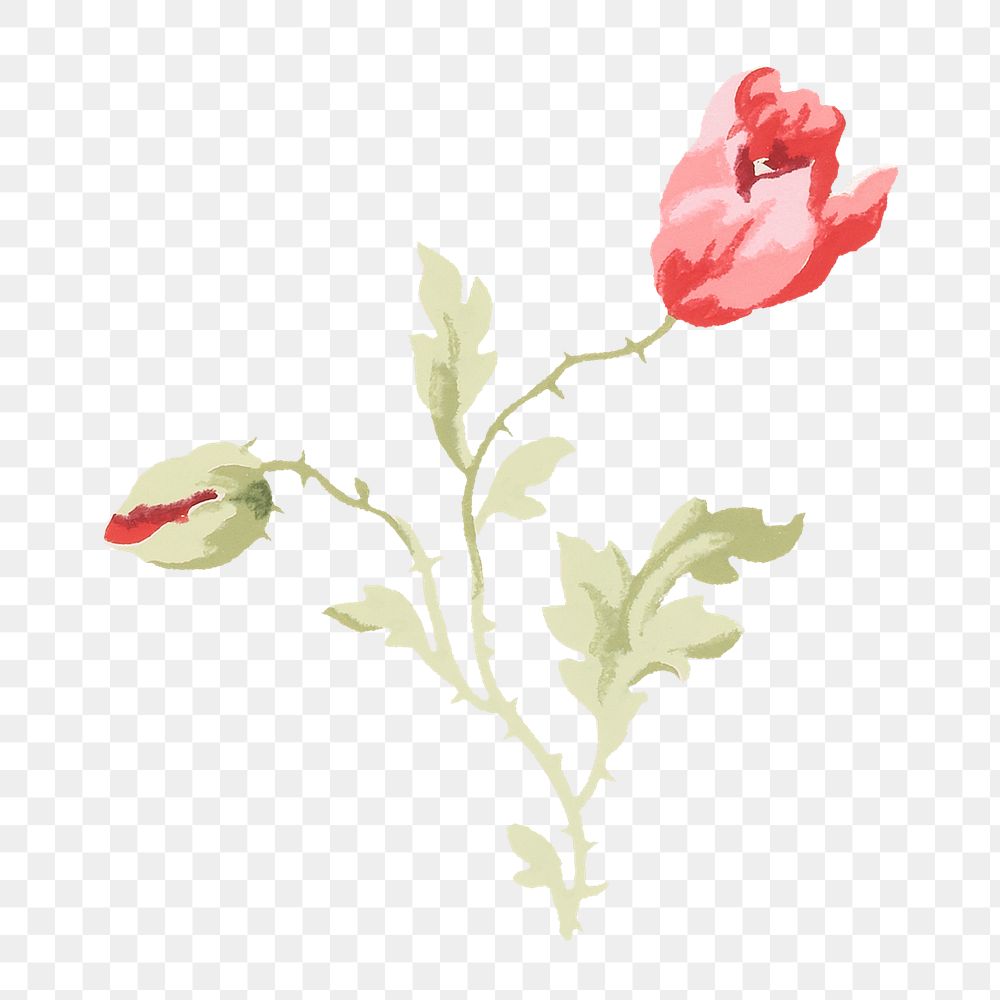 PNG Red poppy illustration transparent background. Remixed by rawpixel.