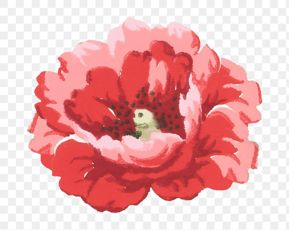 PNG Red poppy illustration transparent background. Remixed by rawpixel.