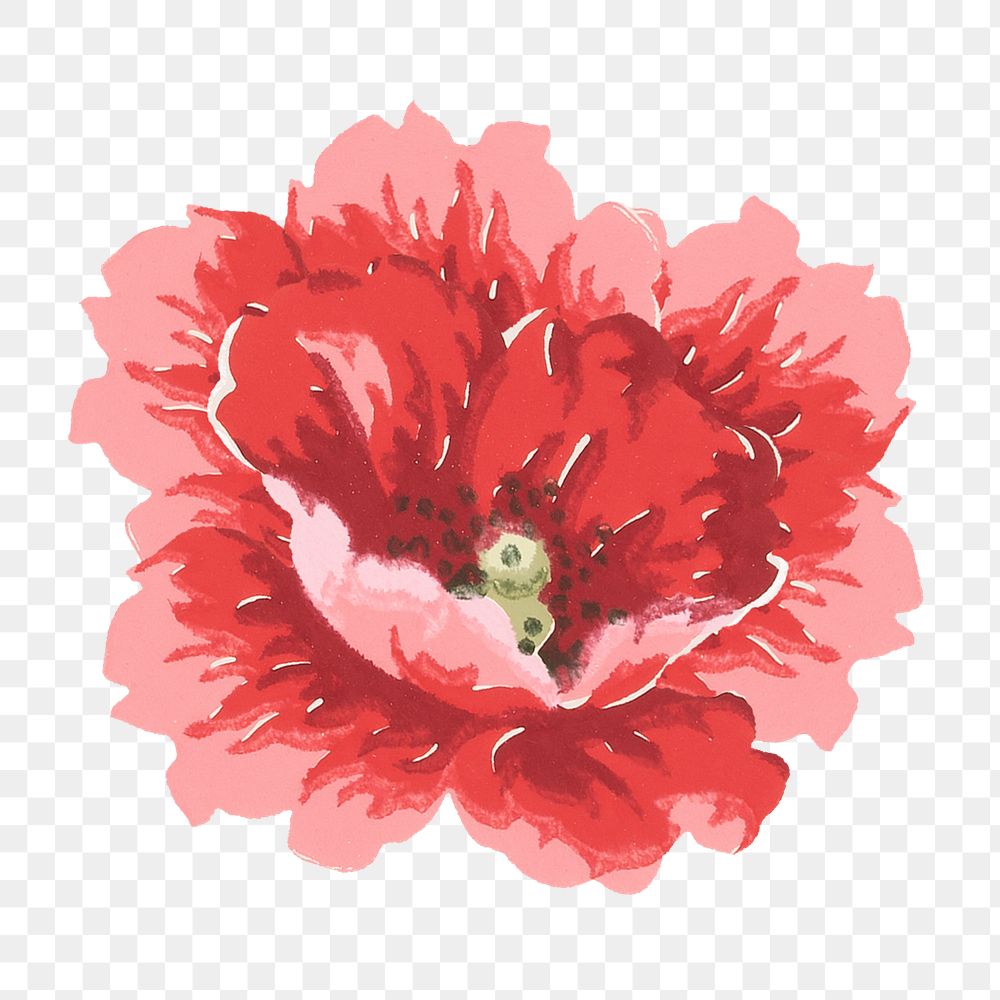 PNG Red poppy illustration transparent background. Remixed by rawpixel.