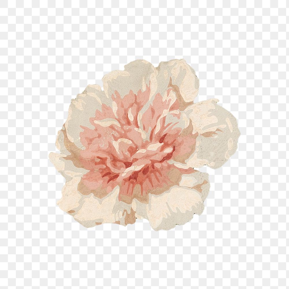 PNG Vintage pink flower, botanical illustration, transparent background.  Remixed by rawpixel. 