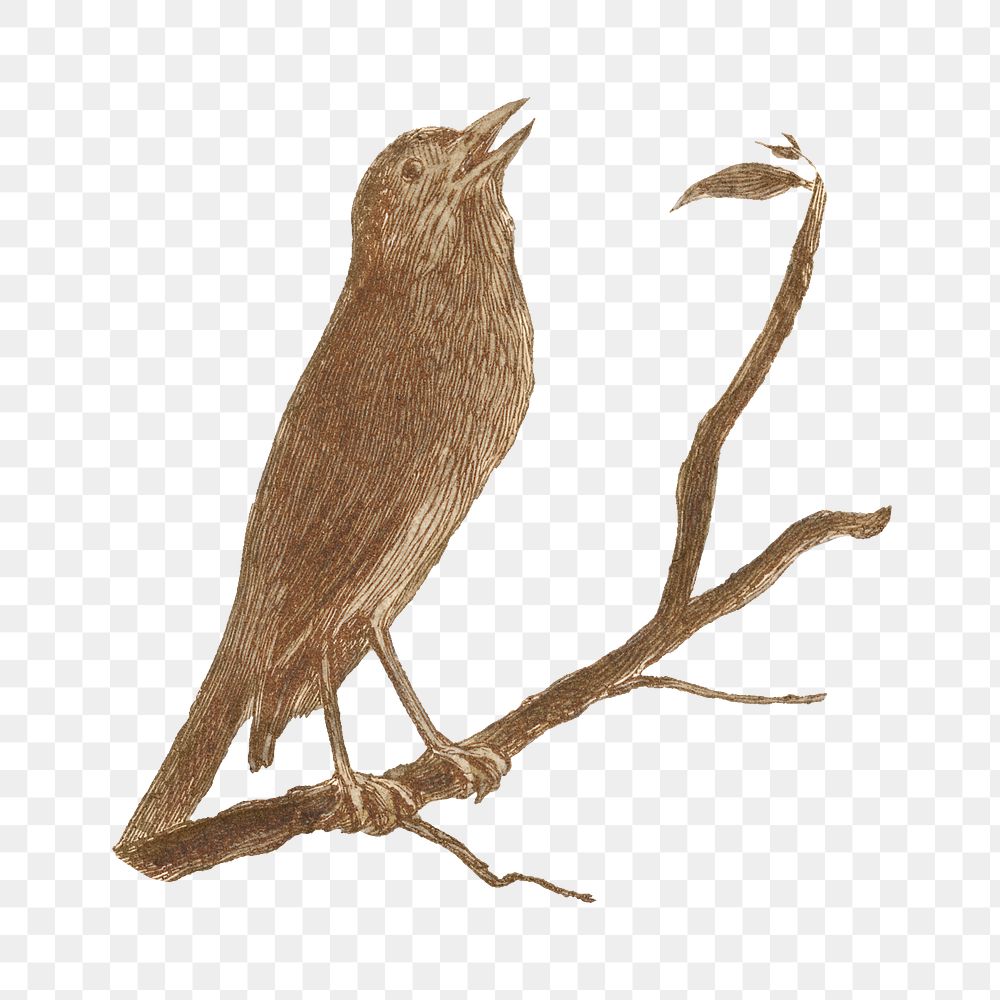 PNG The Nightingale, bird illustration by Alfred W. Cooper, transparent background.  Remixed by rawpixel. 