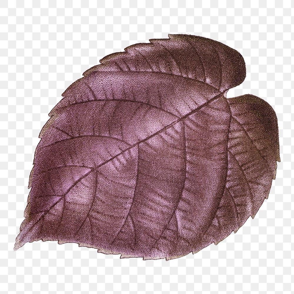 Png purple leaf illustration on transparent background