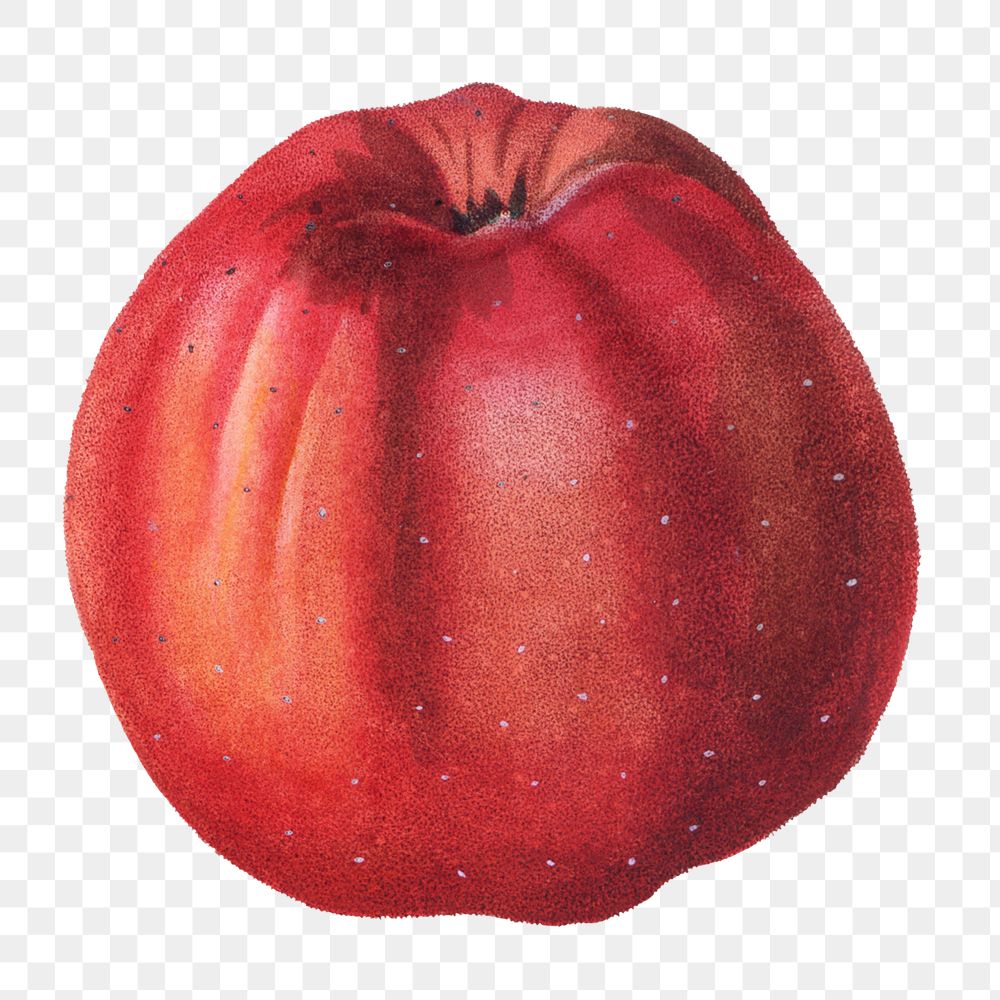Png vintage apple illustration, transparent background