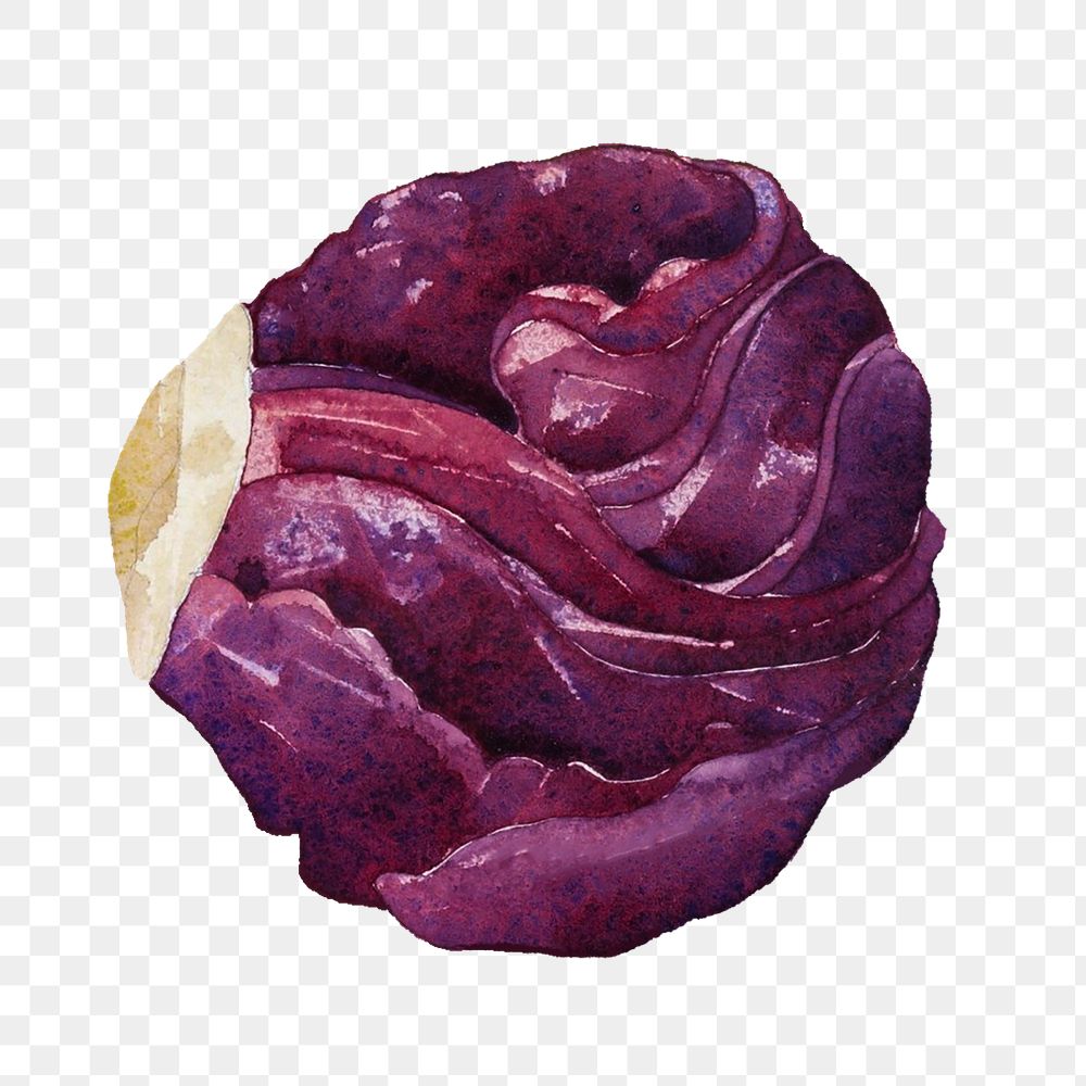 Red cabbage png watercolor collage element, transparent background. Remixed by rawpixel.