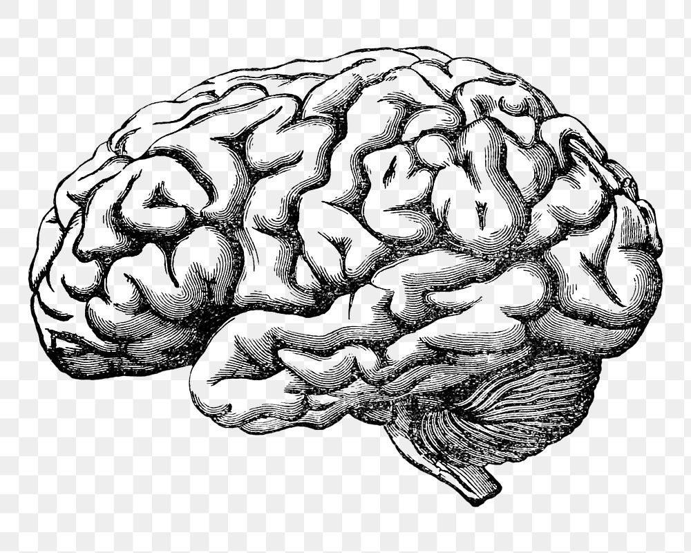 Human brain sketch engraving Royalty Free Vector Image