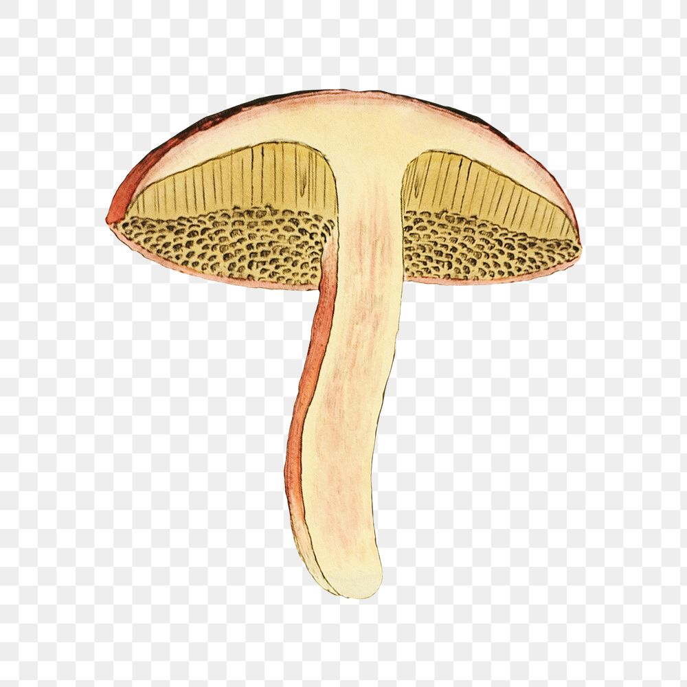 PNG Mushroom, vintage botanical illustration by James Sowerby, transparent background. Remixed by rawpixel.