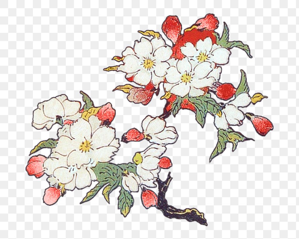 PNG Japanese white flower, vintage botanical illustration, transparent background. Remixed by rawpixel.