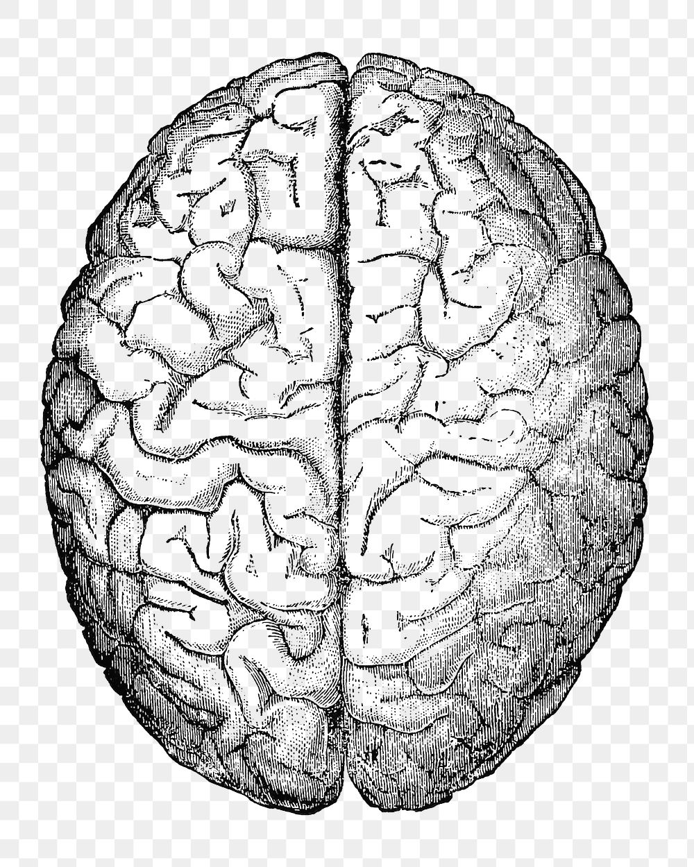 PNG brain, transparent background. Remixed by rawpixel.