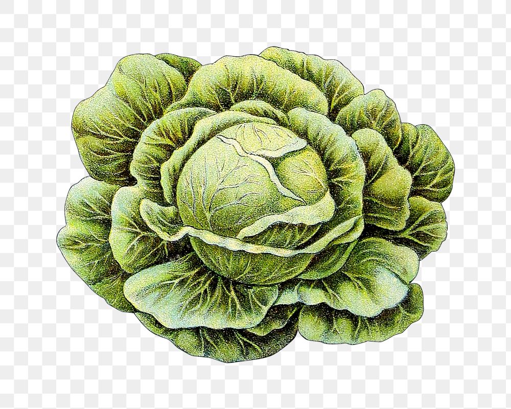 Vintage cabbage png chromolithograph art, transparent background. Remixed by rawpixel. 