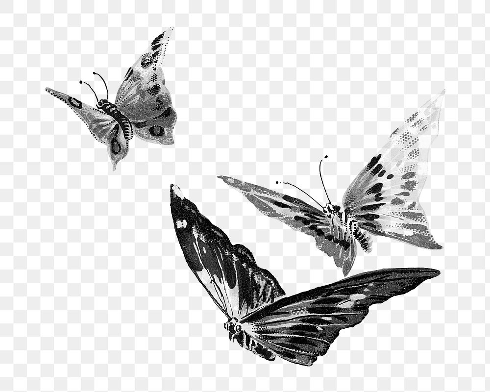 Monotone butterflies png animal, transparent background. Remixed by rawpixel.