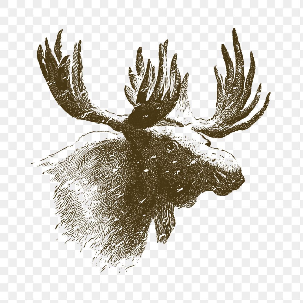 Moose png, wild animal illustration, transparent background
