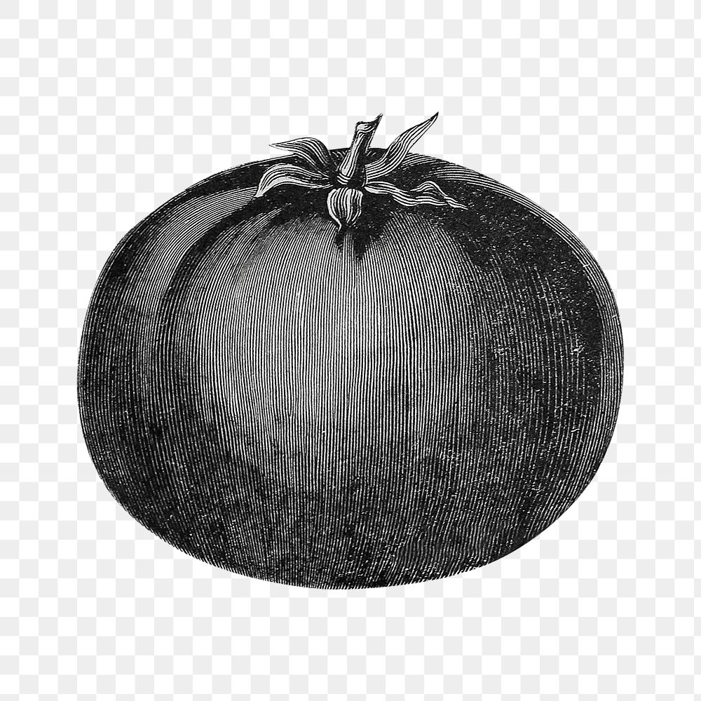 Tomato png vintage illustration, transparent background. Remixed by rawpixel. 