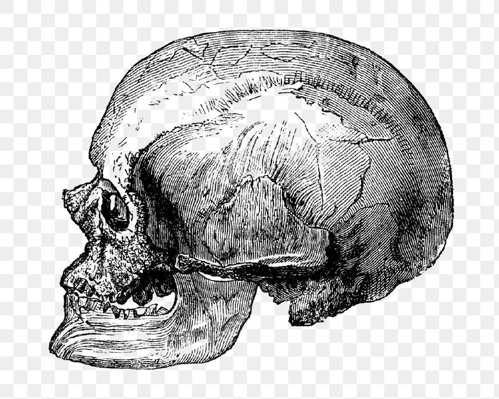 Png Cro-Magnon-male-skull.png collage element, transparent background