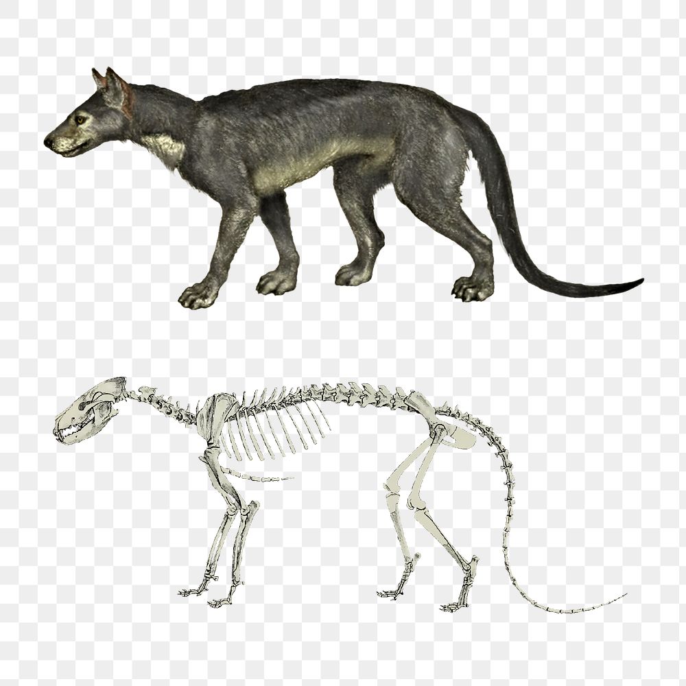 Png Restoration and skeleton of Daphoenodon superbus collage element, transparent background