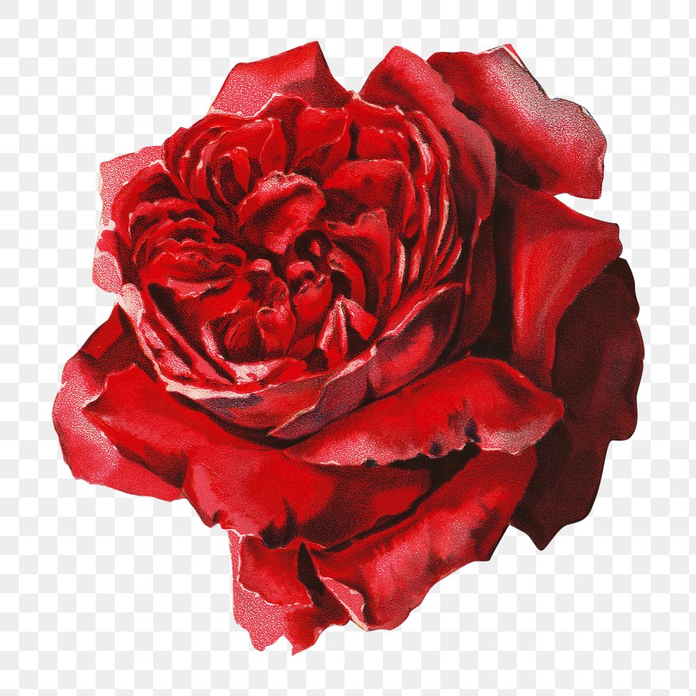 PNG Red rose, vintage flower illustration, transparent background. Remixed by rawpixel.