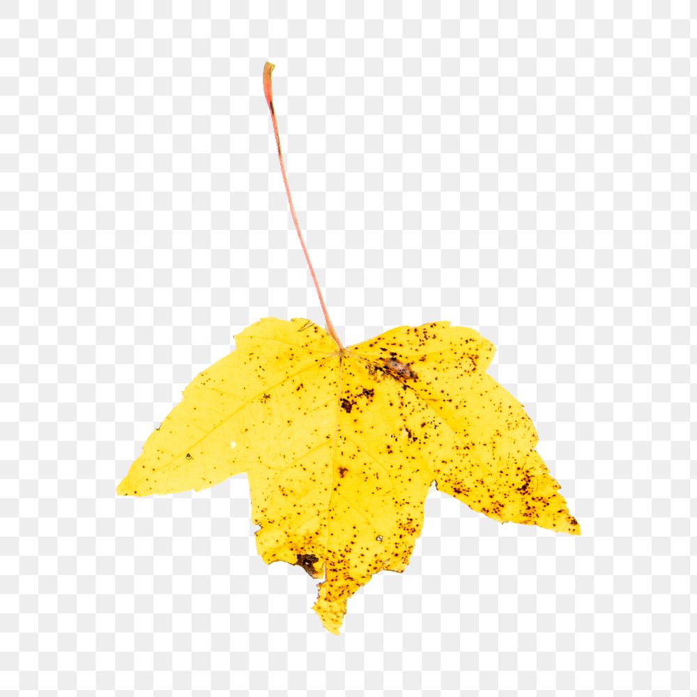 Maple leaf png sticker, Autumn aesthetic, transparent background