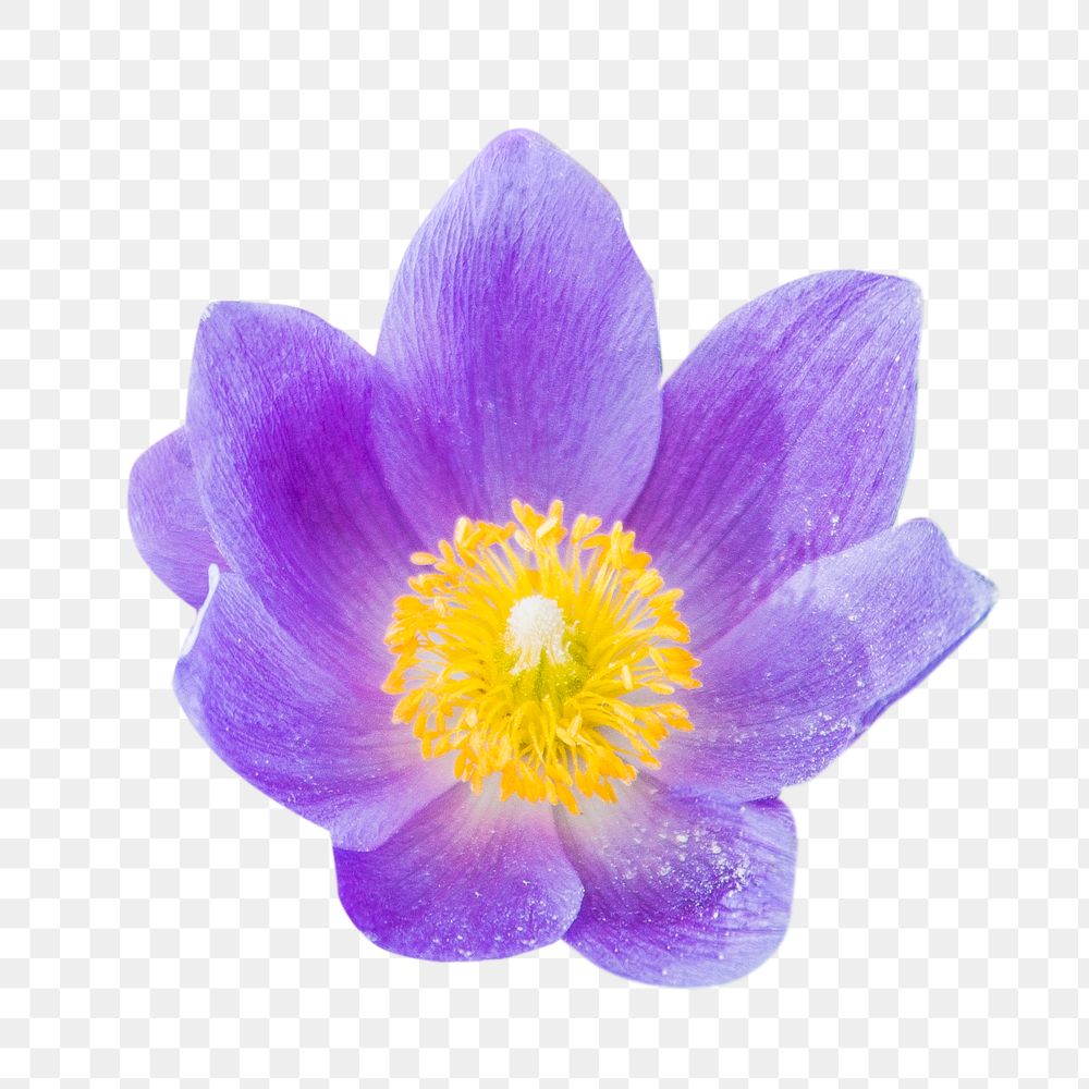 Purple pulsatilla flower png, transparent background