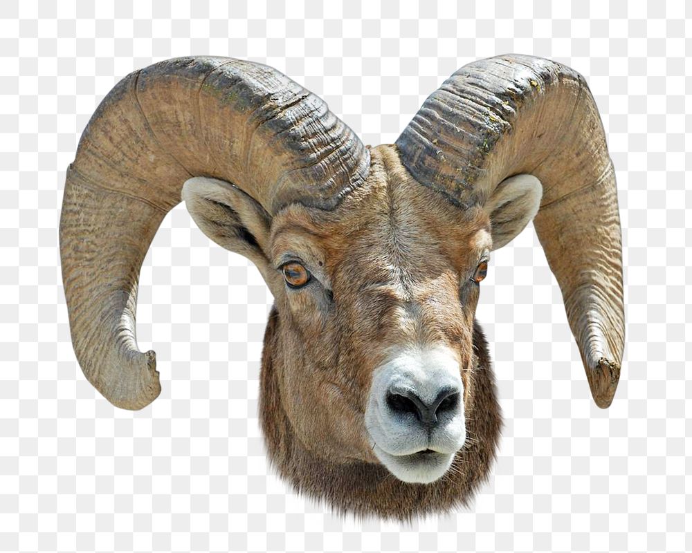 Big horn sheep png animal, transparent background