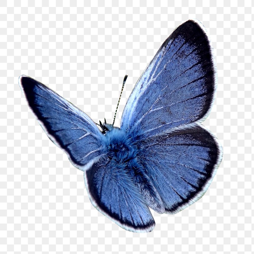 Vintage blue butterfly illustration png sticker, transparent background