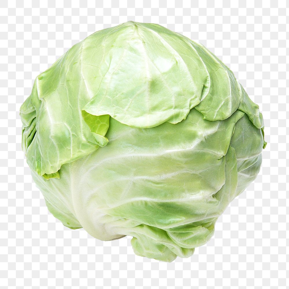 Cabbage vegetable png, transparent background