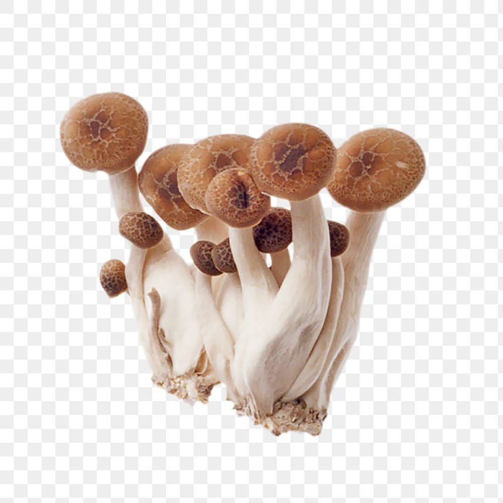 Shimeji mushroom png, transparent background