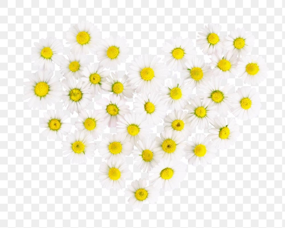 Daisies heart png flower png sticker, transparent background