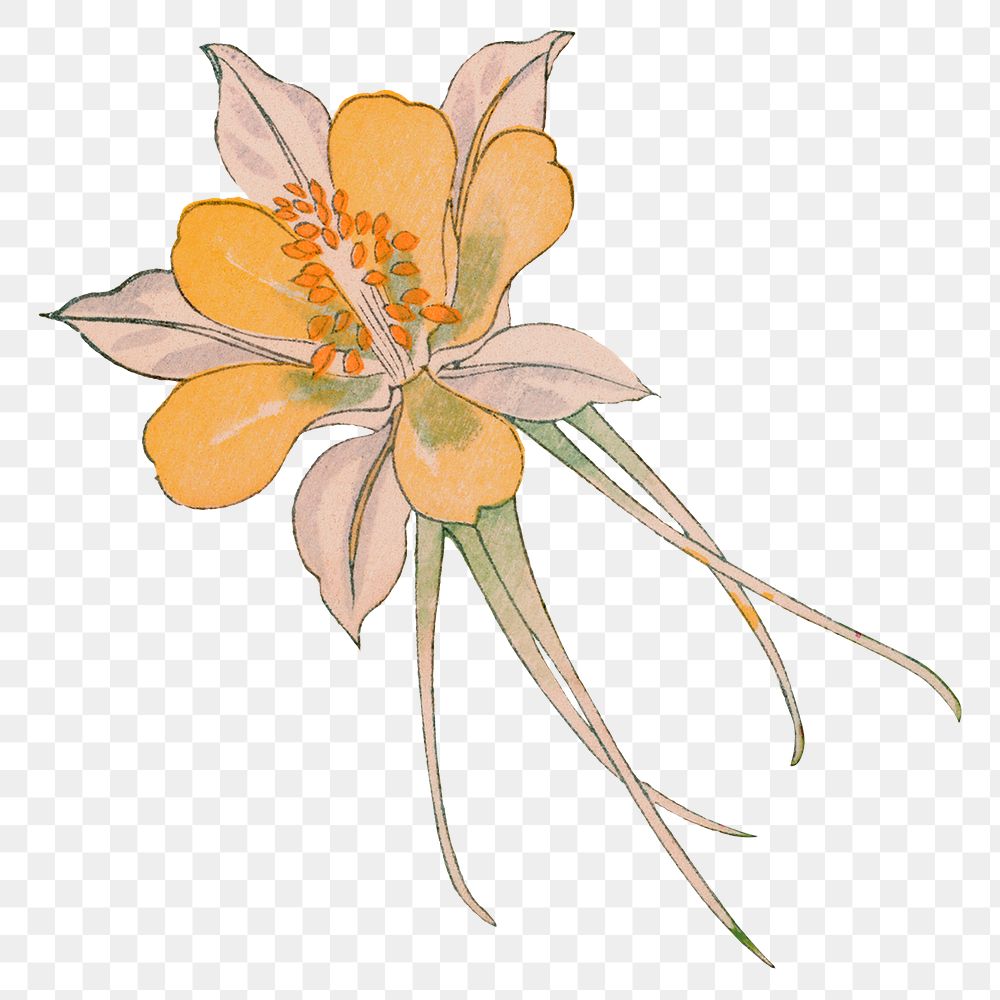 Columbine flower png illustration  sticker, transparent background. Remixed by rawpixel.