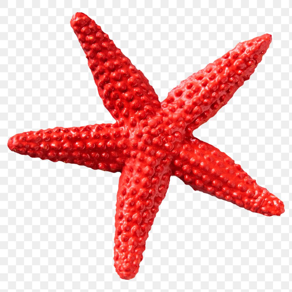 Starfish png, transparent background