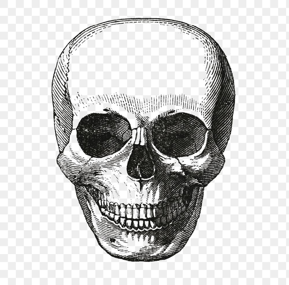 Skull png sticker, vintage illustration, transparent background