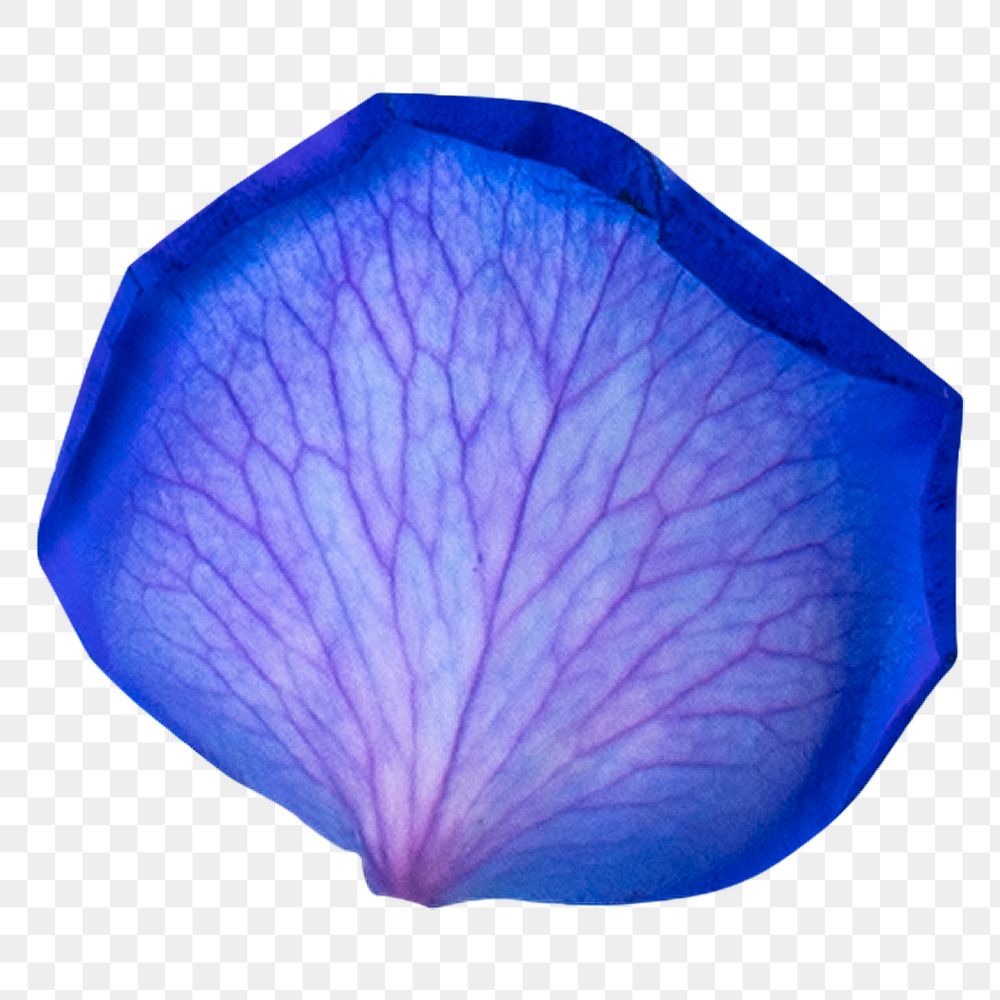 Blue flower petal png element, transparent background