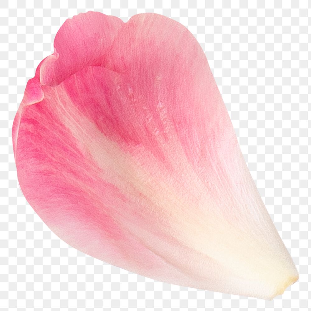 Pink flower petal png element, transparent background