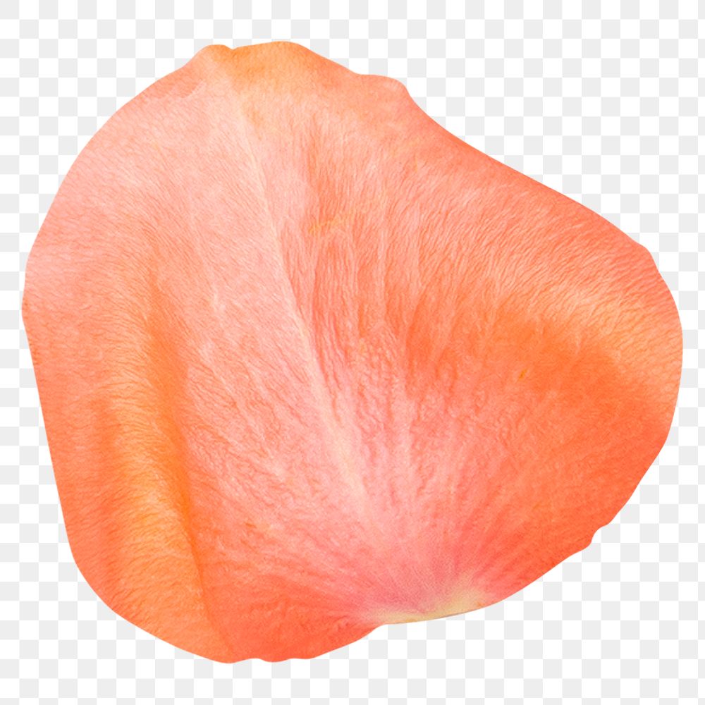 Orange flower petal png element, transparent background