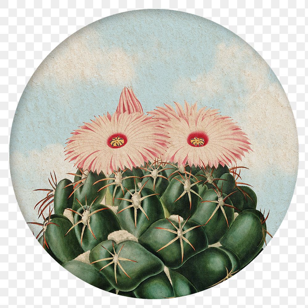 Cactus round badge png illustration element, transparent background