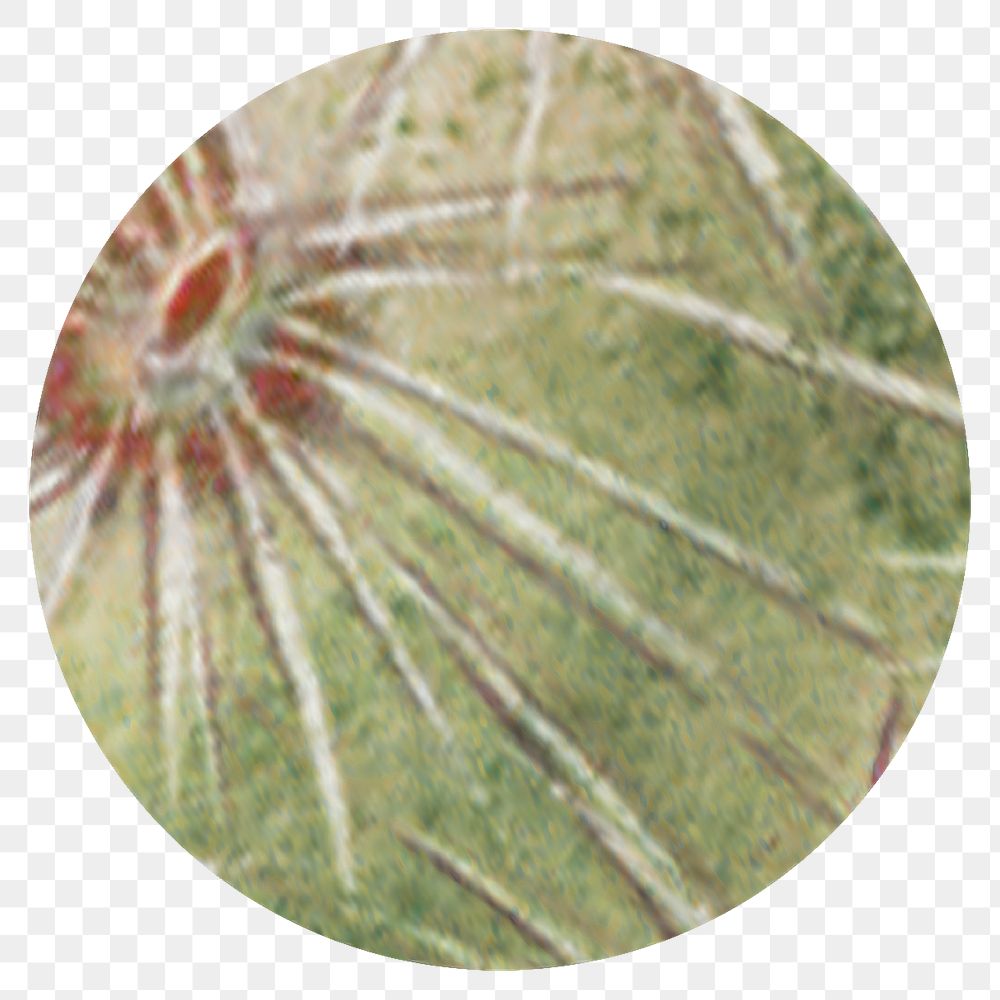 Cactus round badge png illustration element, transparent background