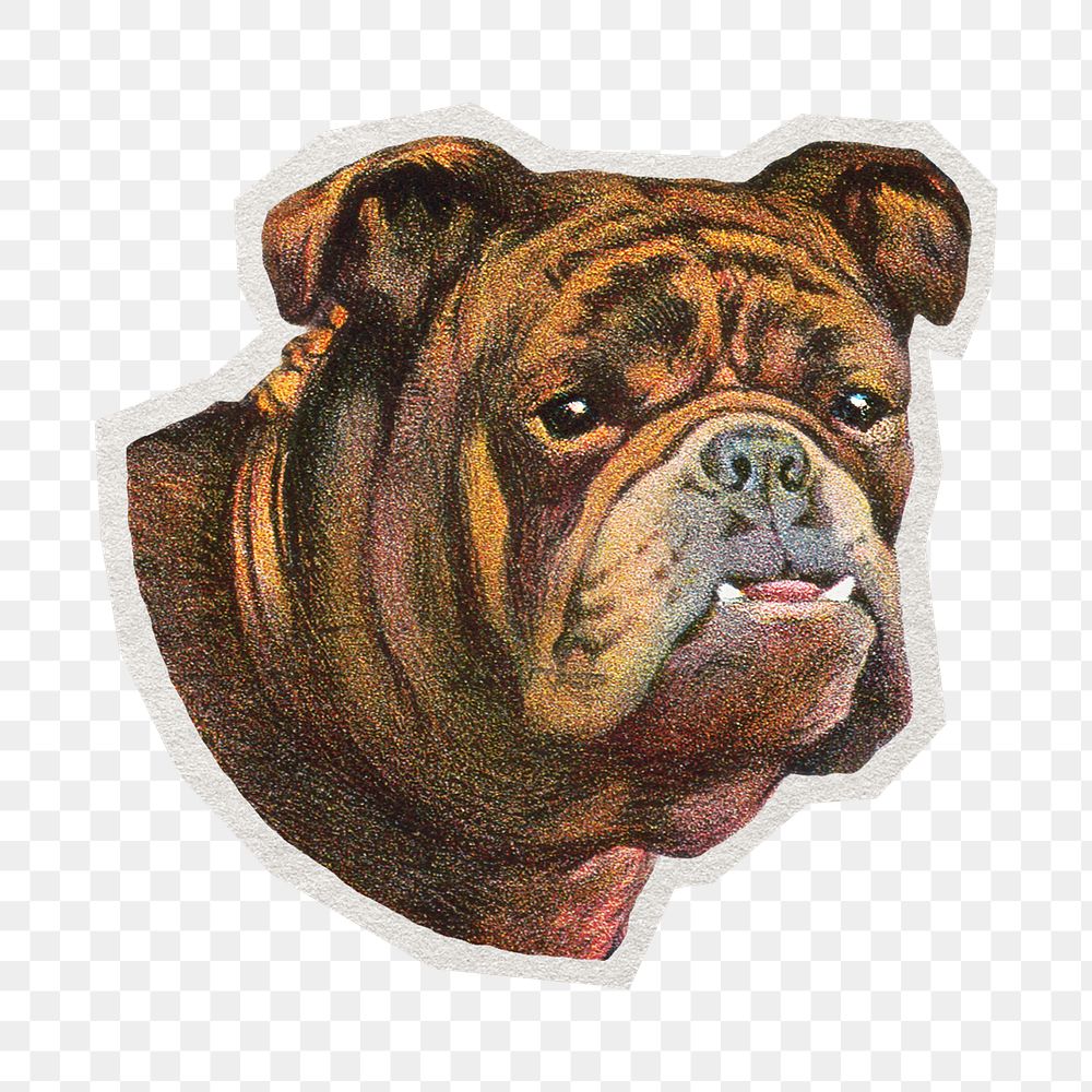 PNG English Bulldog pet dog sticker with white border,  transparent background