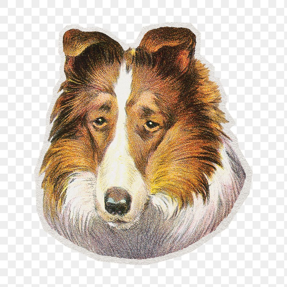 PNG Sheltie dog sticker with white border,  transparent background