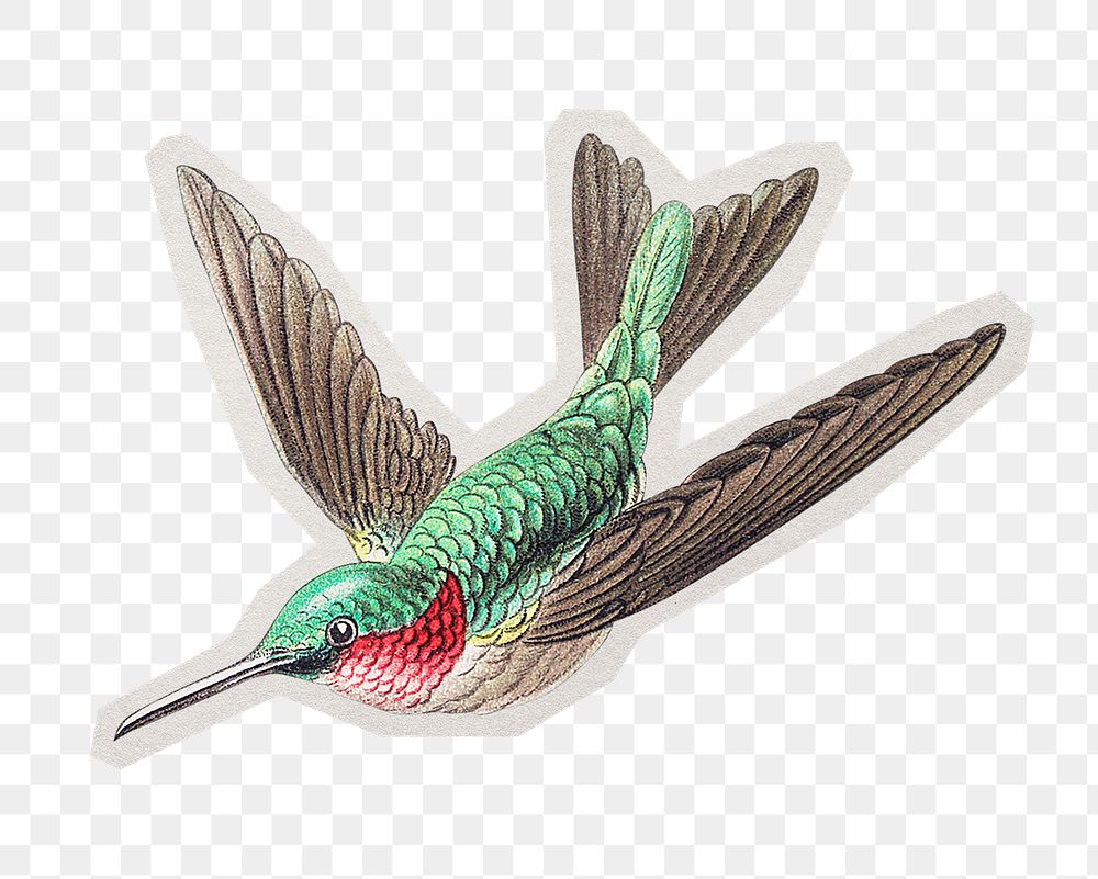 Png colorful hummingbird illustration sticker, paper cut on transparent background