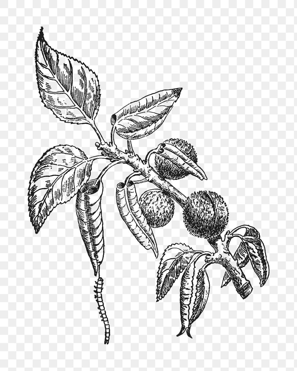 Plant png vintage illustration, fruit element on transparent background