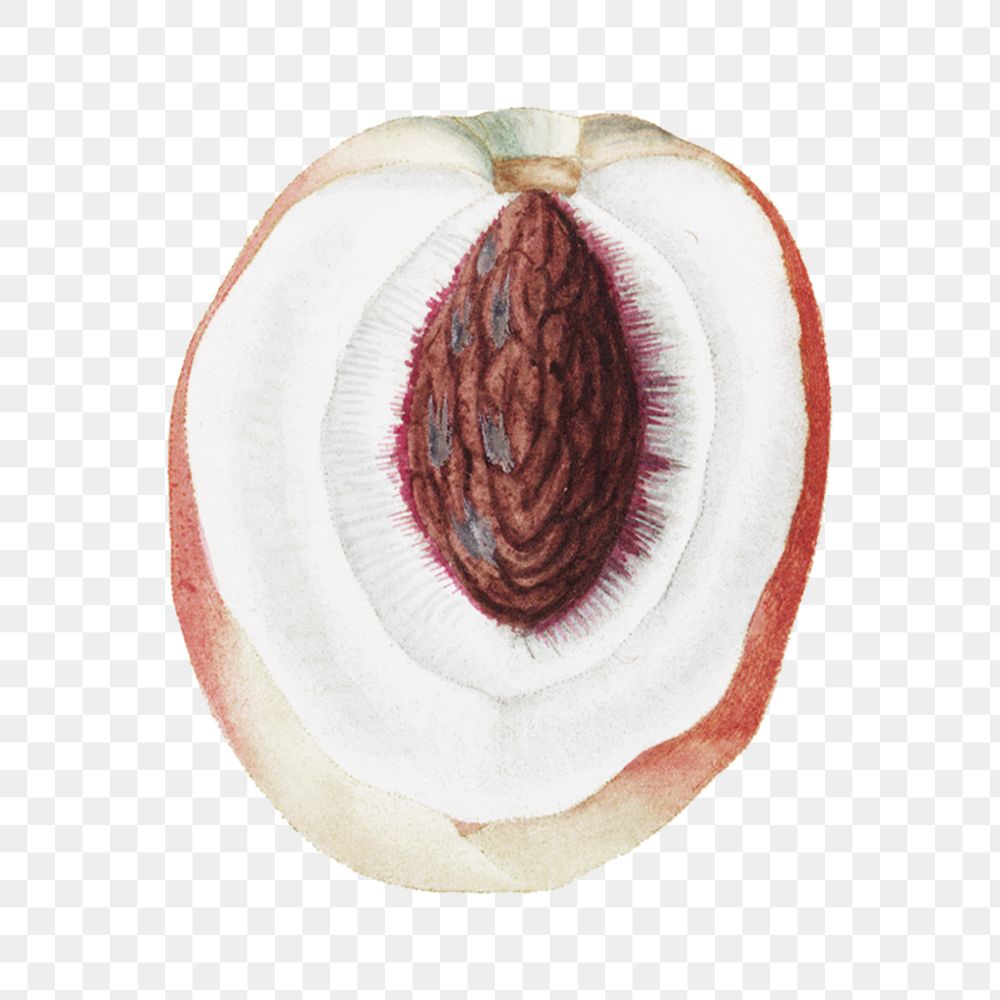 Peach png vintage illustration, transparent background