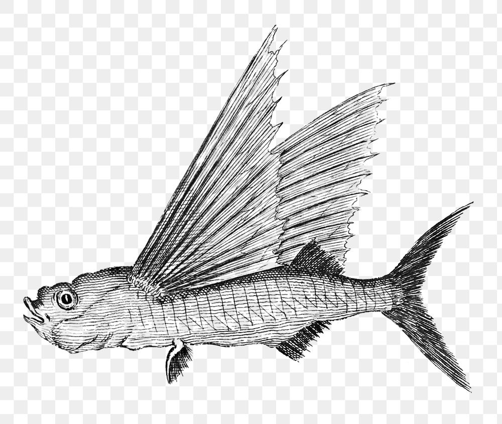 Flying fish png sticker, fish vintage illustration, transparent background