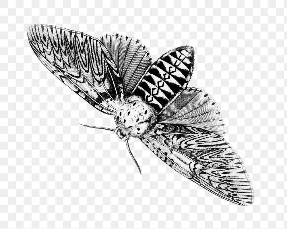 Moth vintage png illustration, transparent background