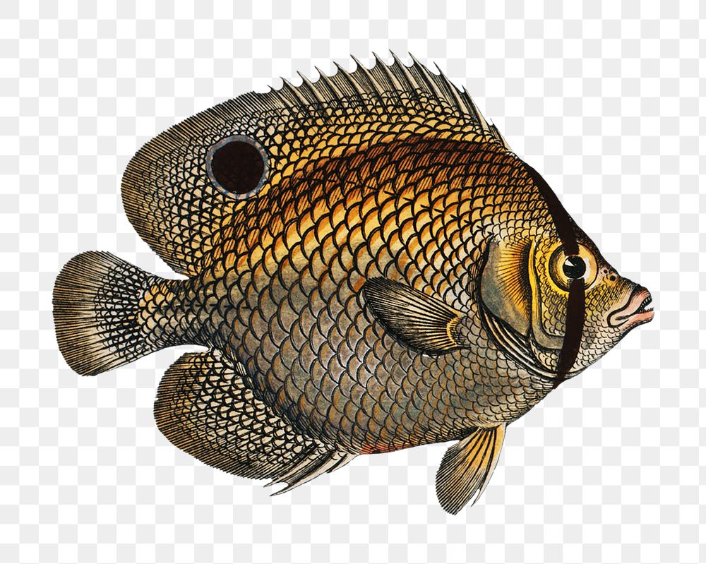 Png fish vintage illustration, transparent background