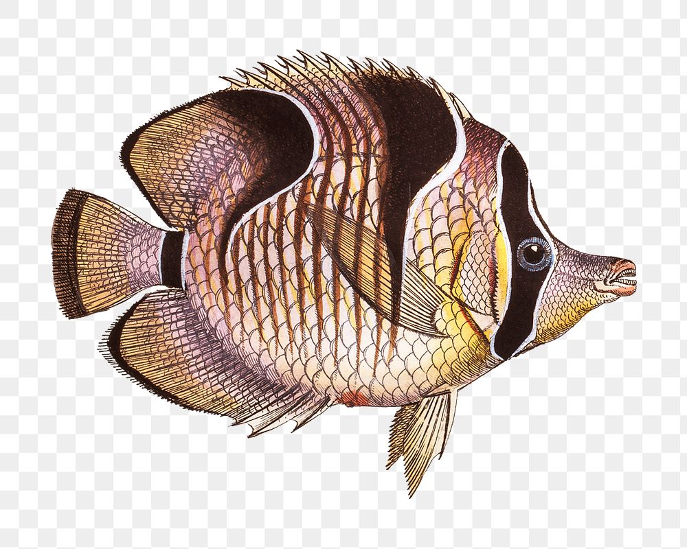 Png fish vintage illustration, transparent background